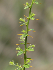 Capparis rotundifolia