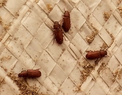 Tenebrionidae
