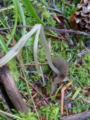 Coprinellus impatiens