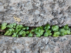 Hydrocotyle sibthorpioides