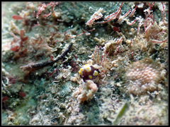 Colpodaspis thompsoni