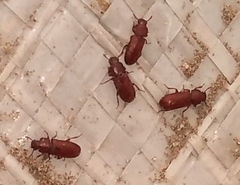 Tenebrionidae