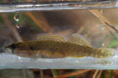 Etheostoma radiosum
