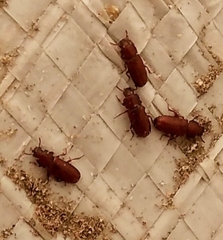 Tenebrionidae