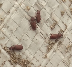 Tenebrionidae