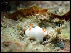 Verconia simplex