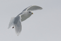 Larus glaucoides kumlieni