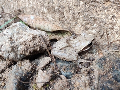 Polypedates maculatus