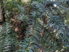 Cunninghamia lanceolata