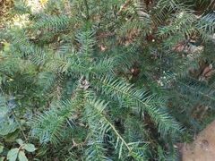 Cunninghamia lanceolata