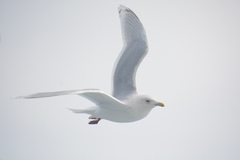 Larus glaucoides kumlieni