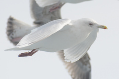 Larus glaucoides kumlieni