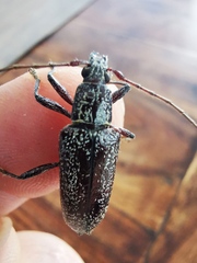 Lacordairina tmesisternoides