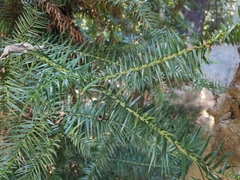 Cunninghamia lanceolata
