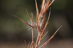 Andropogon