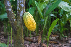 Theobroma cacao image