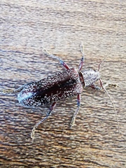 Lacordairina tmesisternoides