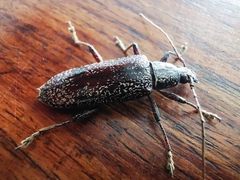 Lacordairina tmesisternoides