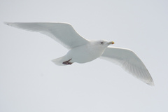 Larus glaucoides kumlieni