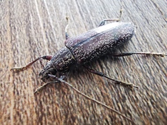 Lacordairina tmesisternoides