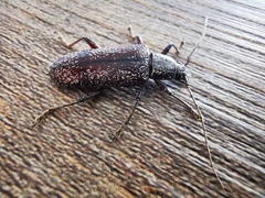 Lacordairina tmesisternoides