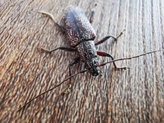 Lacordairina tmesisternoides