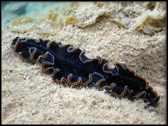 Pseudobiceros hancockanus