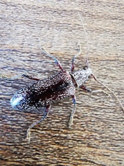 Lacordairina tmesisternoides