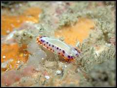 Goniobranchus setoensis