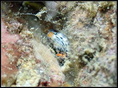 Hypselodoris maritima