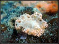 Tritoniopsis elegans