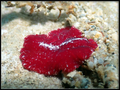 Pseudoceros rubronanus