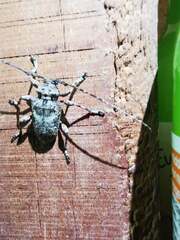 Lagocheirus obsoletus