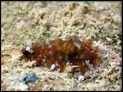 Dolabrifera dolabrifera