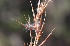 Andropogon