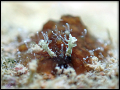 Dolabrifera dolabrifera