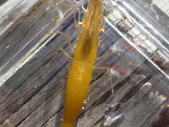 Heptacarpus stylus
