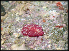 Pseudoceros cruentus