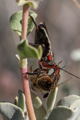 Apiomerus californicus