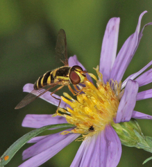 Epistrophella emarginata