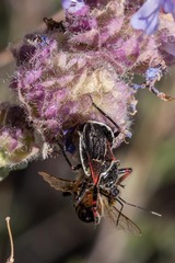 Apiomerus californicus