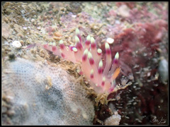 Coryphellina exoptata