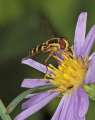 Epistrophella emarginata
