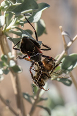 Apiomerus californicus