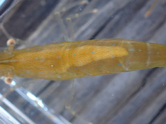 Heptacarpus stylus