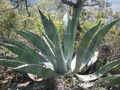 Agave asperrima