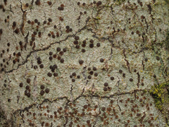 Lecidea varians
