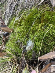 Scleropodium obtusifolium