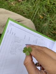 Hydrocotyle tripartita