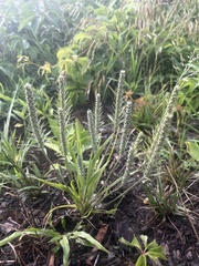 Plantago aristata